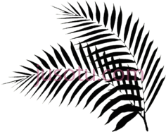 棕榈叶PNG