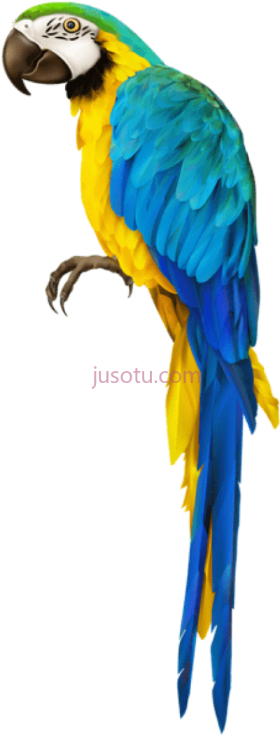 鹦鹉,parrot ara PNG
