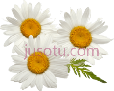 白菊花PNG