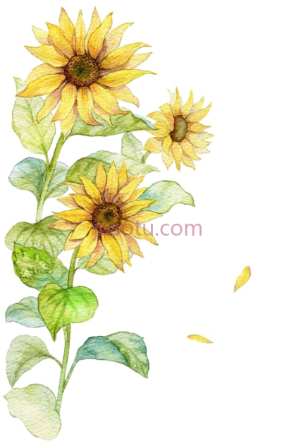 向日葵,post yellow watercolor flowers PNG