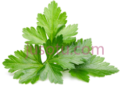 香菜叶PNG