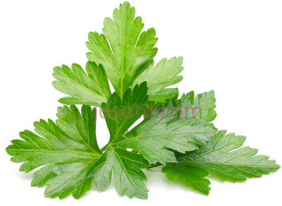 香菜叶,parsley cilantro leaves PNG