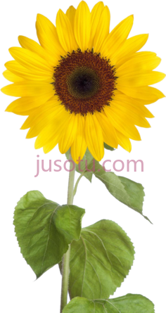 向日葵PNG