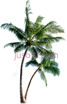 棕榈树PNG