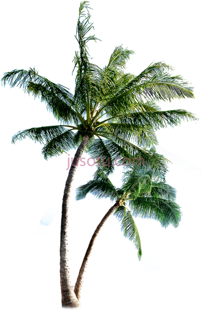 棕榈树,palm tree PNG