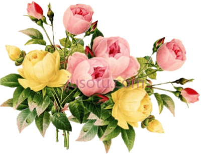 花,vintage best PNG