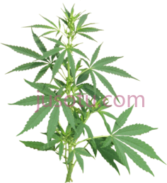 种植大麻PNG