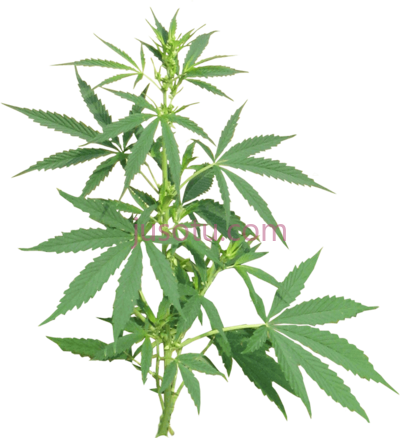 种植大麻,grow shop 24h cannabis PNG
