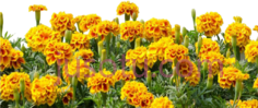 黄花,flower PNG