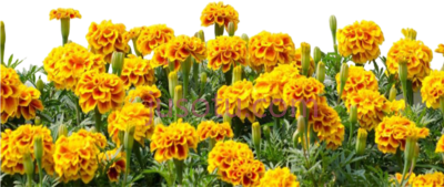 黄花,yellow border genda tree PNG