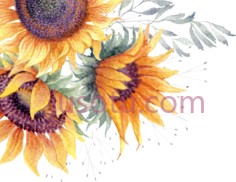 水彩太阳花PNG