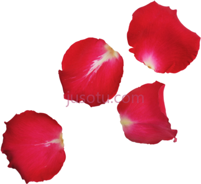 红叶,red leaves PNG