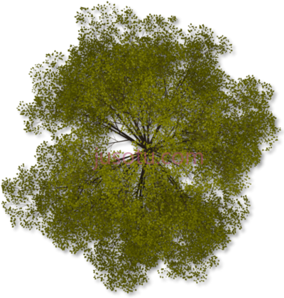 树梢,tree top arboles en planta PNG