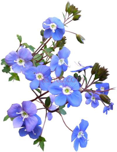 蓝色花,blue blooming real PNG