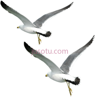 飞鸟,flying love sunset seas PNG