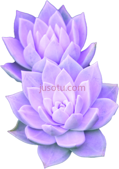 多肉,purple succulent flower PNG
