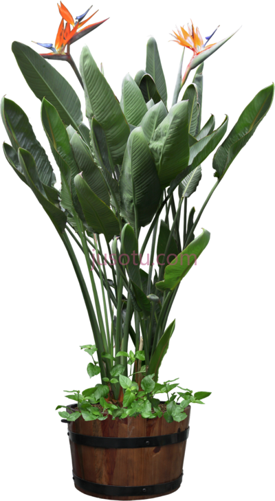 盆栽,beautiful plants potted bird paradise PNG