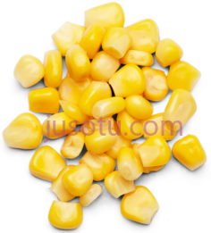 玉米粒PNG