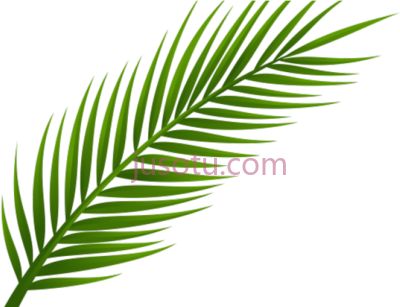 椰子树叶,coconut tree leaf PNG