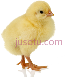 小鸡,动物 PNG