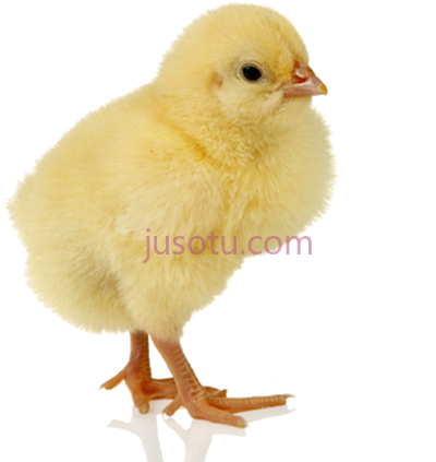 小鸡,baby chicken chick PNG