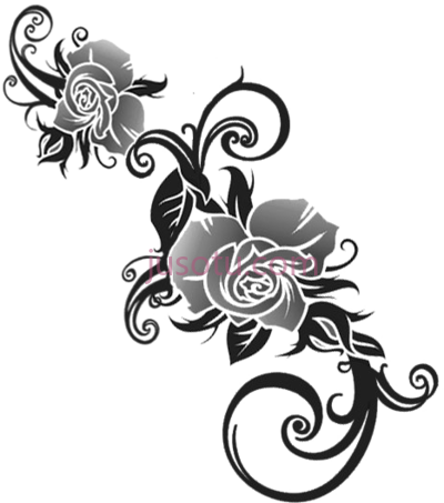 玫瑰,rose PNG