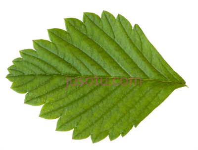 草莓叶,vegetation strawberry leaf PNG