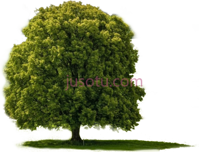 大树,big PNG